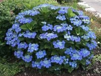 HORTENSJA OGRODOWA BLAUMEISE - sadzonki w don. !