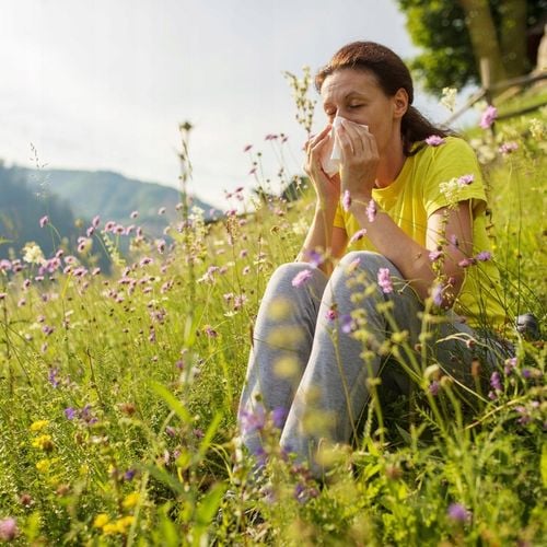 ALERGIA HERBATKA na alergię KATAR SIENNY pachnotka kwercetyna naturalna100% na Arena.pl