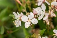 Gaura Lindheimera Snowstorm - Gaura lindheimeri