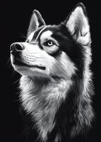 Plakat 50x70cm Portret Zwierząt do Salonu Pokoju | Husky | Czarno Białe