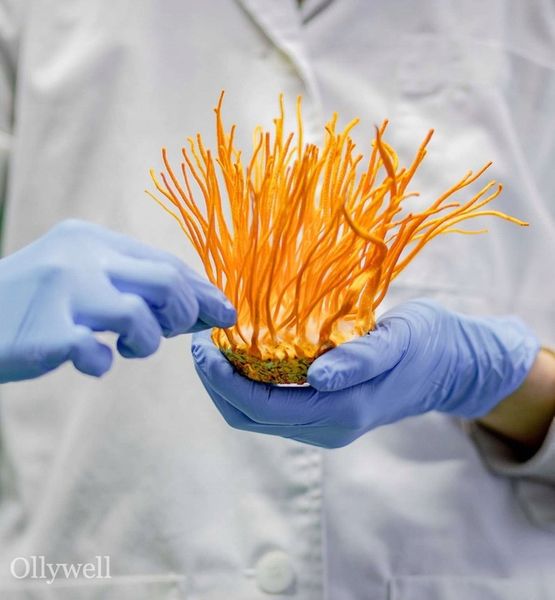 Polski Lion's Mane i Cordyceps od Ollywell Krople Silny ekstrakt Adaptogen zdjęcie 12