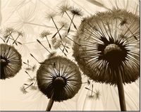 40CM 50CM OBRAZEK ŚCIENNY DMUCHAWCE BEŻU DRUK PŁÓTNO OBRAZ