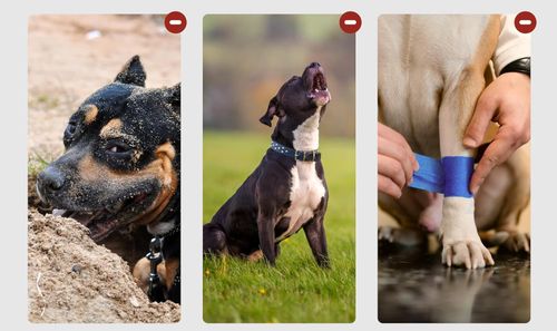 Kaganiec metalowy druciany dla psa BRONZEDOG regulowany L średni-duży na Arena.pl