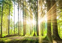 Fototapeta 3D WIDOK LAS DRZEWA SŁOŃCE 390x280 FLIZ