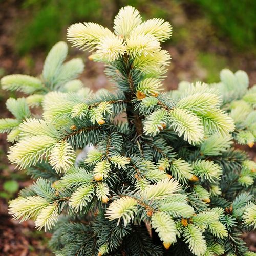 Świerk kłujący BIAŁOBOK Piękna barwa Szczepiony Sadzonki w doniczkach C3 na Arena.pl