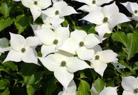 DEREŃ KAUSA CHINSKI Cornus kausa chinensis - NASIONA 100 sztuk - 10g.