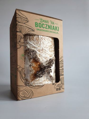 Grzybnia do uprawy domowej boczniak ostrygowaty na Arena.pl