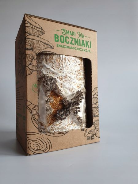 Grzybnia do uprawy domowej boczniak ostrygowaty zdjęcie 3