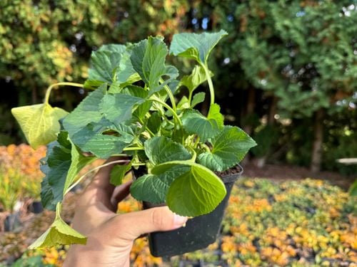 Fiołek motylkowaty 'Dark Freckles' (Viola sororia) Doniczka 1.0L na Arena.pl