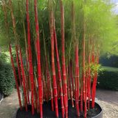 Fargesia 'Red Dragon' -SADZONKA- Kępowy Mrozoodporny Bambus CZERWONY