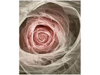 OBRAZ DRUK RÓŻA KTALNA JASNY RÓŻ