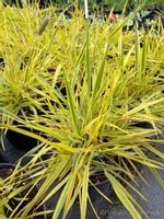 Wyczyniec łąkowy Aureovariegata złota trawka