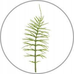 Odżywka do włosów i skóry głowy regeneruje i wzmacnia MASKA Wax Hermiona na Arena.pl