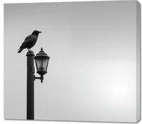 Obraz 100x90cm Samotny Postój Kruka