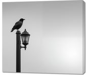 Obraz 100x90cm Samotny Postój Kruka