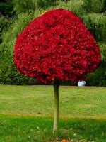 TRZMIELINA OSKRZYDLONA NA PNIU PŁONĄCY KRZEW OGNISTY KRZEW 130 CM