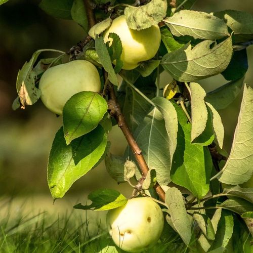 Jabłoń papierówka OLIWKA ŻÓŁTA bardzo wczesna PAPIERÓWKA Z DZIECIŃSTWA na Arena.pl