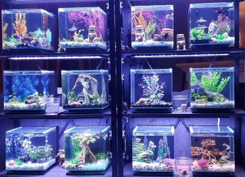 Świetlówka LED oświetlenie AKWARIUM 8520 50cm na Arena.pl