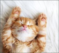 Tło do fotografii produktowej kulinarnej Flat Lay