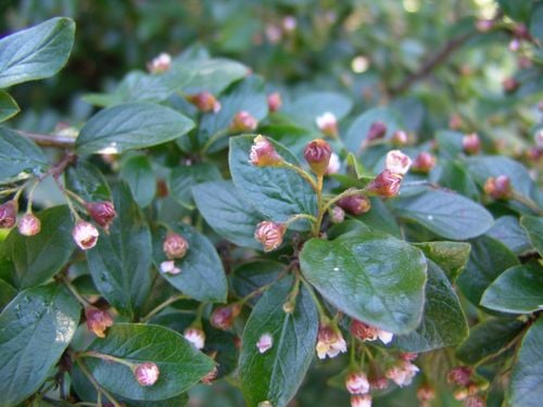 P11 IRGA BŁYSZCZĄCA COTONEASTER LUCIDUS 80-120 CM. na Arena.pl