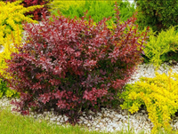 Berberys Thunberga NANA 10-30cm Słodka Karłowata Odmiana