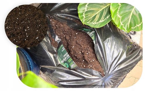 Podłoże Rośliny Zielone do Palm Juk Dracen Monstery Zamiokulkasa na Arena.pl