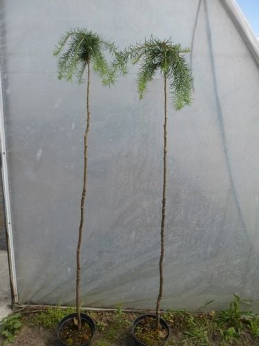 Modrzew europejski Pendula PA 140-160cm C3 na Arena.pl