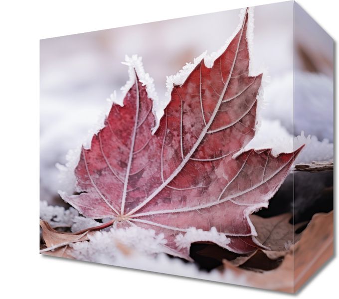 Obraz 20x20cm Liść u Kresu Jesieni zdjęcie 1