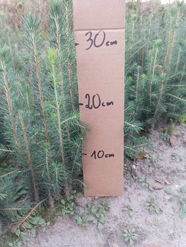 Świerk pospolity sadzonki 15-30 cm komplet 100 sztuk na Arena.pl