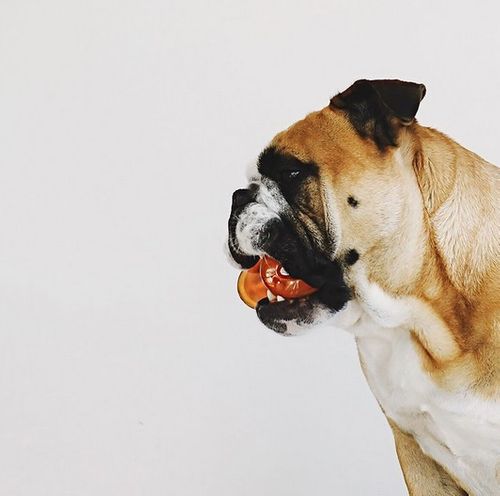 Bionic Bone Large kość zielona [30095] na Arena.pl