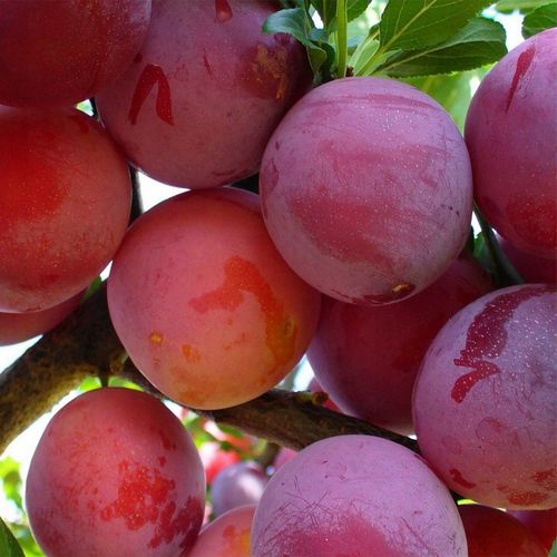 SADZONKI ŚLIWY RENKLODA ALTHANA SMACZNA SOCZYSTA PLENNA NR1 DRZEWKA na Arena.pl