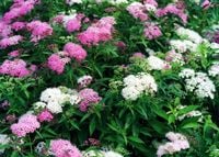 P9 TAWUŁA JAPOŃSKA GENPEI SHIROBANA