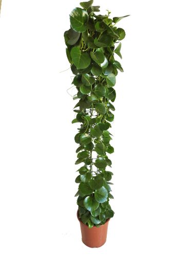 CISSUS ROTUNDIFOLIA wys.: 170cm na Arena.pl