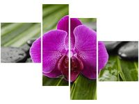 100 70CM OBRAZ 4 ELEM PORANNA ROSA DRUK PŁÓTNO RAMA