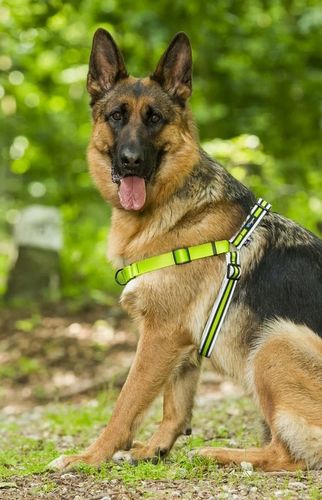 Szelki treningowe dla psa typu easy walk, ODBLASKI na Arena.pl