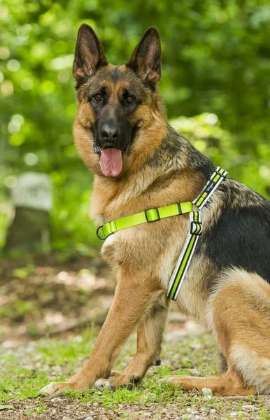 Szelki treningowe dla psa typu easy walk, ODBLASKI zdjęcie 10