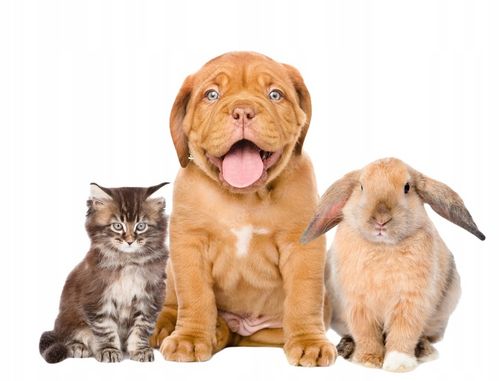 10% olejek KONOPNY CBD | dla Psa Kota | RAW FULL SPECTRUM | 10ml na Arena.pl