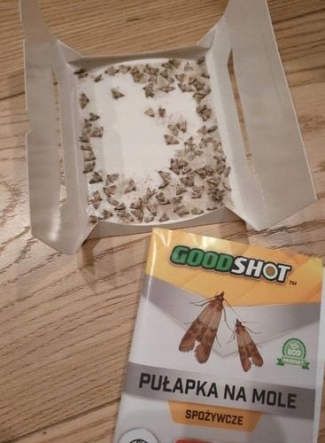 5szt Silna Pułapka na Mole Kuchenne Spożywcze Feromony Lep na Mole na Arena.pl