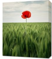 Obraz 50x60cm Samotny Mak na Polu