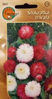 Stokrotka trwała mix nasiona rabaty obwódki donice