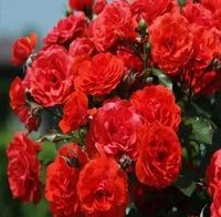 RÓŻA wielkokwiatowa czerwona krwista - sadzonki 20 / 30 cm