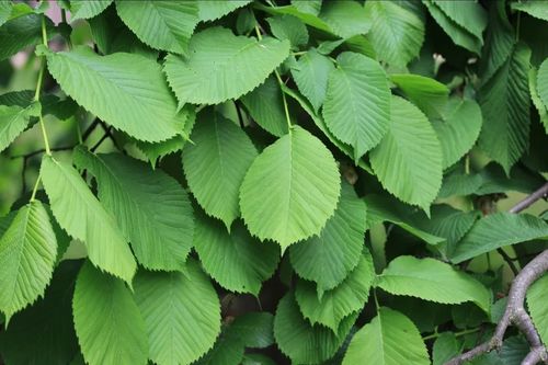 WIĄZ POLNY - sadzonki 50 / 80 cm na Arena.pl