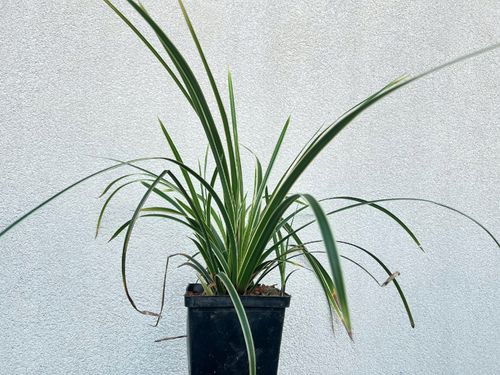 Turzyca Morrowa 'Ice Dance' (Carex morrowii) Doniczka 2.0L na Arena.pl