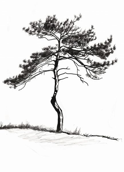 Plakat 20,5x28,4cm Samotna Sosna zdjęcie 1