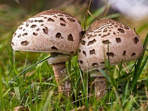 Grzybnia CZUBAJKA KANIA uprawa w ogrodzie 750 ml na Arena.pl