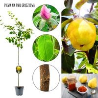Pigwa Gruszkowa drzewka owocowe NA PNIU 100-150 cm