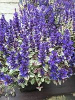 Dąbrówka Tenora Princess Nadia - Ajuga x tenorii