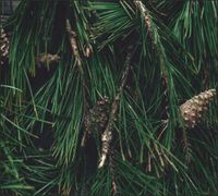 Tło do fotografii produktowej kulinarnej Flat Lay