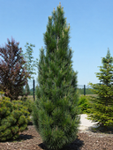 Sosna czarna Pyramidalis Pinus nigra sadzonka iglak
