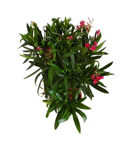 OLEANDER KRZEW RÓŻOWY 65cm na Arena.pl